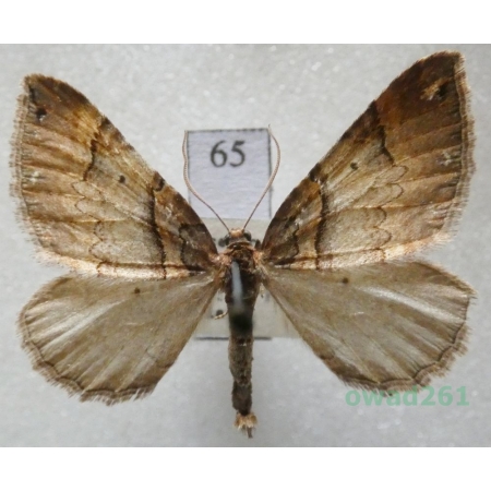 Earophila badiata (Denis & Schiffermüller, 1775) Czech65